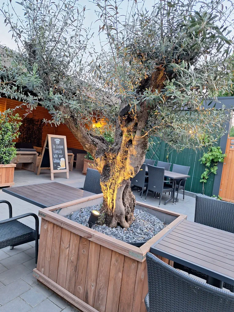 Terrasse mit Olivenbaum La Bellezza